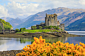 Spring flowers and the 13th century Eilean Donan Castle on a tidal island by the Kyle of Loch Alsh, Eilean Donan, Dornie, Kyle of Loch Alsh, West Highlands, Scotland, United Kingdom, Europe