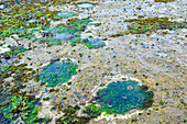 170 million year old footprints of large plant-eating Jurassic Sauropod dinosaurs, on the tidal rock platform below Duntulm Castle on the west coast of the Trotternish Peninsula, Duntulm, Skye, Inner Hebrides, Scotland, United Kingdom, Europe