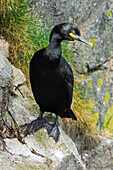 Eine brütende Krähenscharbe (Gulosus aristotelis) bei ihrem Nest auf den Klippen der Braes-Halbinsel,ein Vogel der Roten Liste,The Braes,Portree,Skye,Innere Hebriden,Schottland,Vereinigtes Königreich,Europa