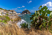 View of prickly pear cactus, cliffs and Torre di Sant'Angelo, Sant'Angelo, Island of Ischia, Campania, Italy, Europe