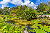 View of water lily pads in pond and tropical flora in Giardini la Mortella Botanical Gardens, Forio, Island of Ischia, Campania, Italy, Europe