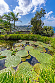 View of water lily pads in pond and tropical flora in Giardini la Mortella Botanical Gardens, Forio, Island of Ischia, Campania, Italy, Europe