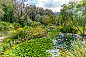 Blick auf Seerosenblätter im Teich und tropische Flora in den Giardini la Mortella Botanical Gardens,Forio,Insel Ischia,Kampanien,Italien,Europa