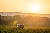 Vineyards at dawn, Puyloubier, Bouches du Rhone, Provence Alpes Cote d'Azur, France, Europe