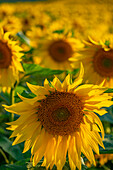 View of sunflowers at Barlow Sunflower Fields, Barlow, Derbyshire, England, United Kingdom, Europe