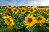 View of sunflowers at Barlow Sunflower Fields, Barlow, Derbyshire, England, United Kingdom, Europe