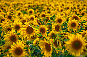 View of sunflowers at Barlow Sunflower Fields, Barlow, Derbyshire, England, United Kingdom, Europe