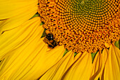 View of sunflowers at Barlow Sunflower Fields, Barlow, Derbyshire, England, United Kingdom, Europe