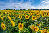 View of sunflowers at Barlow Sunflower Fields, Barlow, Derbyshire, England, United Kingdom, Europe