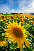 View of sunflowers at Barlow Sunflower Fields, Barlow, Derbyshire, England, United Kingdom, Europe