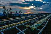 Drying beans at coffee washing station, Rutsiro district, Northern province, Rwanda, East Africa, Africa