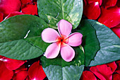 Pink flower with red rose petals, flower decoration, Yogyakarta, Java, Indonesia, Southeast Asia, Asia, Asia