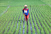 Farmer planting rice seedlings, young rice sprouts in a field, Yogyakarta, Java, Indonesia, Southeast Asia, Asia, Asia