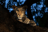 Leopard (Panthera pardus),junges Männchen,Mashatu Wildreservat,Botswana,Afrika,Afrika