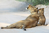 Löwin (Panthera leo) mit Jungtier,Kgalagadi Transfrontier Park,Nordkap,Südafrika,Afrika