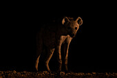 Spotted hyena (Crocuta crocuta) at night, Shompole, Kenya, East Africa, Africa