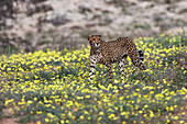 Gepard (Acinonyx jubatus) zwischen Teufelsdornblüten,Kgalagadi Transfrontier Park,Nordkap,Südafrika,Afrika