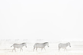 Steppenzebra (Equus quagga) im Staubsturm,Amboseli-Nationalpark,Kenia,Ostafrika,Afrika