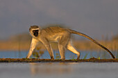 Vervet monkey (Chlorocebus pygerythrus), Zimanga Nature Reserve, KwaZulu-Natal, South Africa, Africa