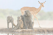 Olive baboons (Papio anubis), Shompole, Kenya, East Africa, Africa