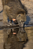 Nahaufnahme eines Chacma-Pavians (Papio ursinus) mit trinkendem Baby,Chobe-Nationalpark,Botsuana,Afrika