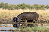 Flusspferd (Hippopotamus amphibius) mit Kalb,Chobe-Nationalpark,Botsuana,Afrika