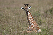 Giraffe (Giraffa camelopardalis) Kalb,Masai Mara,Kenia,Ostafrika,Afrika