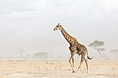 Giraffe (Giraffa camelopardalis) in dust storm, Amboseli National Park, Kenya, East Africa, Africa