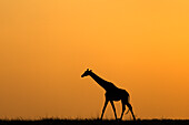 Giraffe (Giraffa camelopardalis) Silhouette bei Sonnenuntergang,Chobe National Park,Botswana,Afrika