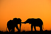 Elefanten (Loxodonta africana) bei Sonnenuntergang,Chobe-Nationalpark,Botsuana,Afrika