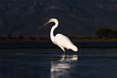 Great white egret (Ardea alba), Zimanga Game Reserve, South Africa, Africa