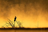 Reed cormorant (Microcarbo africanus), Zimanga Game Reserve, South Africa, Africa