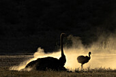 Ostrich (Struthio camelus) and chick dustbathing, Kgalagadi Transfrontier Park, Northern Cape, South Africa, Africa