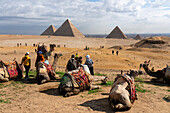 Camels at the Great Pyramids complex, UNESCO World Heritage Site, Giza, Egypt, North Africa, Africa