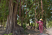 Feger in den Prambanan-Tempelanlagen,UNESCO-Welterbe,Region Yogyakarta,Insel Java,Indonesien,Südostasien,Asien