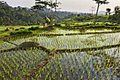 Paddy fields in Tawangmangu area, Karanganyar district, near Surakarta (Solo), Java island, Indonesia, Southeast Asia, Asia