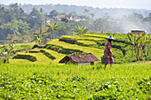 Paddy fields in Tawangmangu area, Karanganyar district, near Surakarta (Solo), Java island, Indonesia, Southeast Asia, Asia