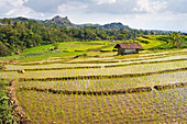 Paddy fields in Tawangmangu area, Karanganyar district, near Surakarta (Solo), Java island, Indonesia, Southeast Asia, Asia