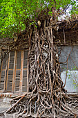 Ficus (fig tree) roots growing on a wall of a ruined building, Old Town of Semarang, Java island, Indonesia, Southeast Asia, Asia