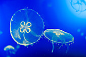 Moon jellyfish (Aurelia aurita), Aquarium of San Sebastian, Bay of Biscay, province of Gipuzkoa, Basque Country, Spain, Europe