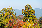 Red maple tree framing a Japanese temple roof in Yoshino mountain area, Yoshino, Nara, Honshu, Japan, Asia