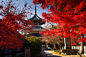 Kinpusenji-Tempel eingerahmt von roten Herbstblättern der Ahornbäume,Yoshino Yama heiliger Tempelberg bei Nara,Honshu,Japan,Asien