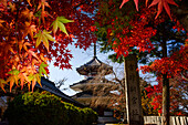 Kinpusenji Temple and red autumn leaves of maple trees, Yoshino Yama holy temple mountain near Nara, Honshu, Japan, Asia