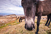 Herde von Wildpferden in der Sierra Nevada in der Nähe von Pico del Veleta,Provinz Granada,Andalusien,Spanien,Europa