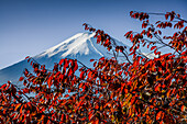 The summit with vibrant red maple leaves, Mount Fujiyama (Mount Fuji), UNESCO World Heritage Site, iconic volcano in autumn, Honshu, Japan, Asia