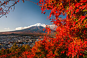 Autumn maple leaves with view over town of Fujiyoshida to Mount Fuji, iconic volcano and UNESCO World Heritage Site, Fujiyoshida, Honshu, Japan, Asia