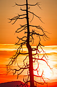 A tree affected by fires illuminated by the warm light of the sunset, Yosemite National Park, UNESCO World Heritage Site, California, United States of America, North America