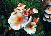 Pilz auf Baumstamm,Pyrddin-Schlucht,Pontneddfechan,Neath Valley,Südwales,Vereinigtes Königreich,Europa