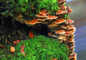 Fungus on tree trunk, Pyrddin Gorge, Pontneddfechan, Neath Valley, South Wales, United Kingdom, Europe