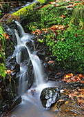 Unbenannter Miniatur-Wasserfall,Pyrddin-Schlucht,Pontneddfechan,Neath Valley,Südwales,Vereinigtes Königreich,Europa